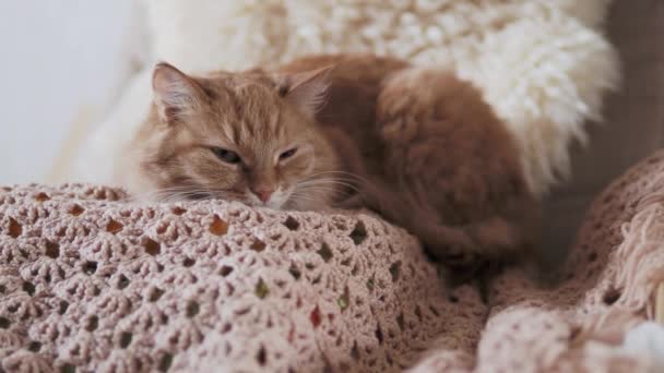 Симпатичная рыжая кошка спит на бежевом трикотаже. Пушистый питомец в уютном доме . — стоковое видео