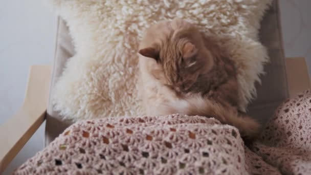 Aranyos vörös macska nyalogatja a bézs kötött szövetet. Bolyhos kisállat a hangulatos otthon. — Stock videók