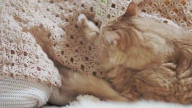 Zencefilli kedi bej kumaşı yalıyor. Evdeki tüylü evcil hayvan.