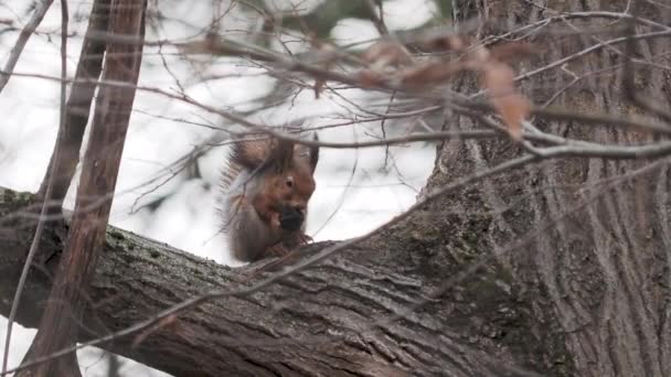 생강 다람쥐는 나뭇가지에 앉아 있습니다. 가을 숲에서는 설치류가 무엇인가를먹는다. — 비디오