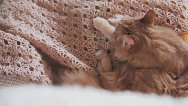 ベージュのニット生地を舐めるかわいい生姜猫。ふわふわペットで居心地の良い家. — ストック動画