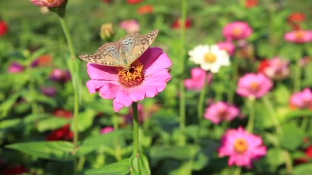 Бабочка в сборе пыльцы с цветущего цветка на клумбе. Летний сезон . — стоковое видео