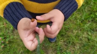 Çocuğun elindeki uğur böceği. Kırmızı böcek yeni yürümeye başlayan bebeklerin üzerinde sürünüyor. Çizgili kazak kolu..