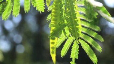 Albizzia kalkora veya Albizia julibrissin. Pembe ipekten ağaçların yaprakları arasından güneş ışıldıyor..