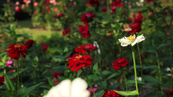 Hornmaskfjäril i att samla pollen från blommande blomma på rabatten. Sommarsäsong. — Stockvideo