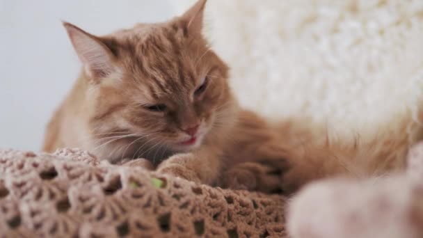 Ginger bonito gato lambendo em tecido de malha bege. Pet fofo em casa aconchegante . — Vídeo de Stock