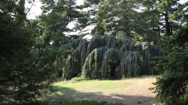 Атлас кедр або Cedrus atlantica Glauca Pendula. Скручене вічнозелене дерево з плакучими гілками і синіми голками. — стокове відео