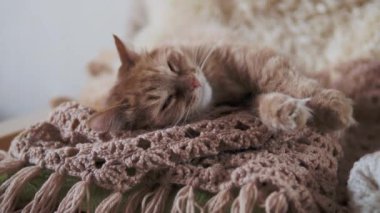 Bej örgü kumaşın üzerinde uyuyan sevimli kızıl kedi. Evdeki tüylü evcil hayvan.
