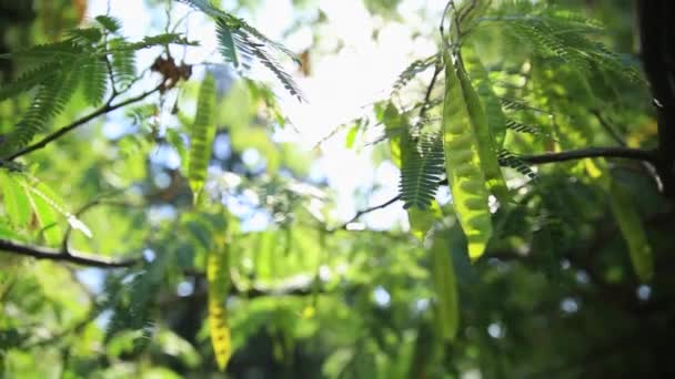 Albizzia kalkora або Albizia julibrissin. Сонце пробивається крізь листя перського шовкового дерева, рожевого шовку.. — стокове відео