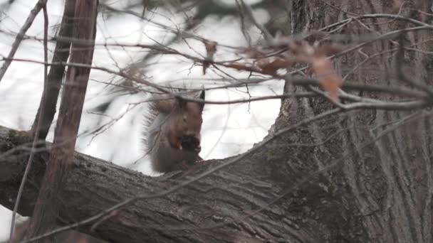 Kızıl sincap ağaç dalına oturur. Kemirgen sonbahar ormanında bir şeyler yer.. — Stok video