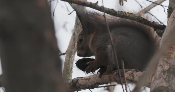 Tupai jahe duduk di cabang pohon. Pengerat makan sesuatu di hutan musim gugur . — Stok Video