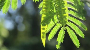 Albizzia kalkora veya Albizia julibrissin. Pembe ipekten ağaçların yaprakları arasından güneş ışıldıyor..