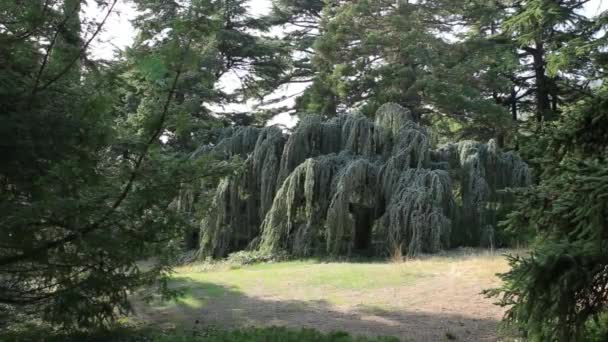 Атлас кедр або Cedrus atlantica Glauca Pendula. Скручене вічнозелене дерево з плакучими гілками і синіми голками. — стокове відео