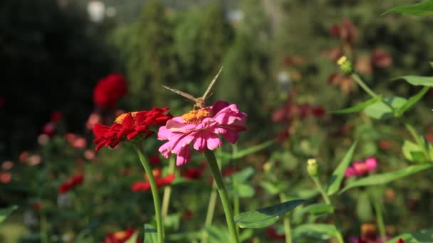 Mariposa en la recogida de polen de la flor en flor en el lecho de flores. Temporada de verano . — Vídeos de Stock