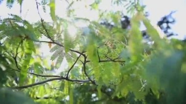 Albizzia kalkora veya Albizia julibrissin. Pembe ipekten ağaçların yaprakları arasından güneş ışıldıyor..