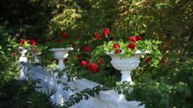 Kırmızı Pelargonium çiçek açan açık vazolar. Yaz güneşli gün.