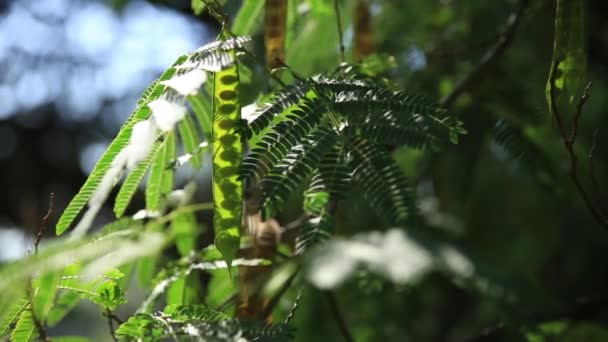 Albizzia kalkora o Albizia julibrissin. Travi di sole attraverso foglie di albero di seta persiano, albero di seta rosa . — Video Stock