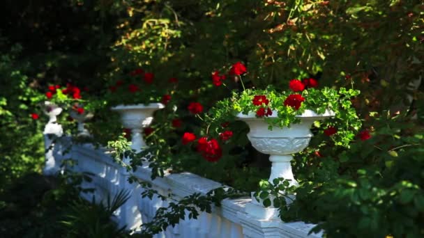 Kültéri vázákat virágzó vörös Pelargonium virágok. Nyári napsütéses nap. — Stock videók
