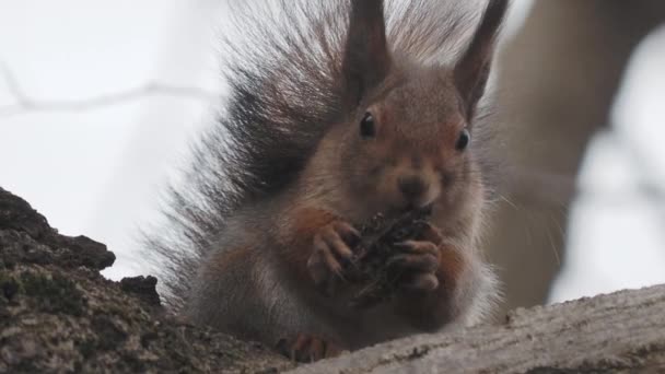 Lo scoiattolo zenzero si siede su un ramo d'albero. Il roditore mangia qualcosa nella foresta autunnale . — Video Stock