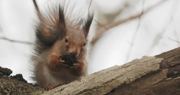 Ginger wiewiórka siedzi na gałęzi drzewa. Gryzonie jedzą coś w jesiennym lesie.. — Wideo stockowe