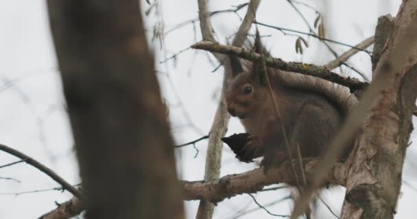生姜松鼠坐在树枝上. 老鼠会在秋天的森林里吃东西. — 图库视频影像
