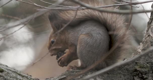 Ingwer-Eichhörnchen sitzt auf einem Ast. Nagetier frisst etwas im Herbstwald. — Stockvideo