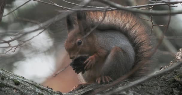 La ardilla jengibre se sienta en una rama de árbol. El roedor come algo en el bosque de otoño . — Vídeo de stock
