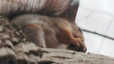 Kızıl sincap ağaç dalına oturur. Kemirgen sonbahar ormanında bir şeyler yer..