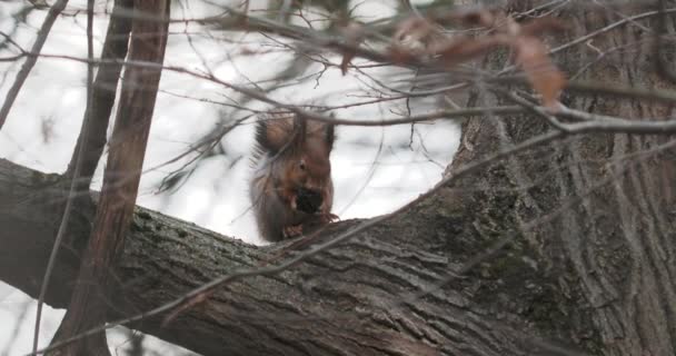 Lo scoiattolo zenzero si siede su un ramo d'albero. Il roditore mangia qualcosa nella foresta autunnale . — Video Stock