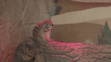 Meerkat veya Suricata suricatta. Suricate samanla oynuyor..
