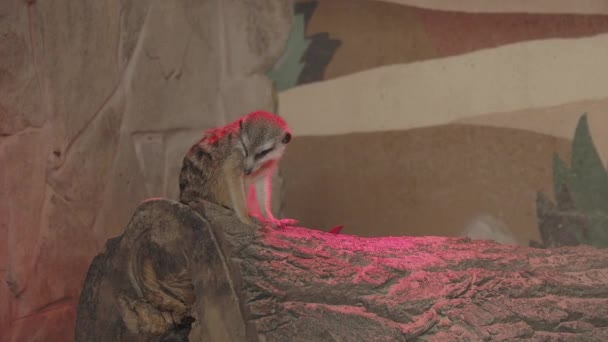 Meerkat veya Suricata suricatta. Suricate samanla oynuyor.. — Stok video