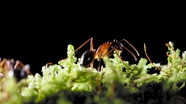 곤충인 개미의 거대 한 영상입니다. 느린 동작. — 비디오