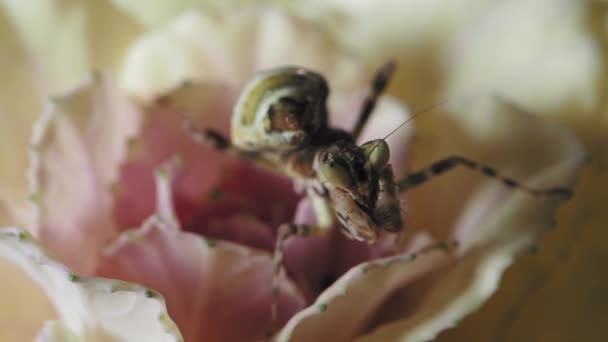 Creobroter melagris mantis座っているピンクの花. — ストック動画