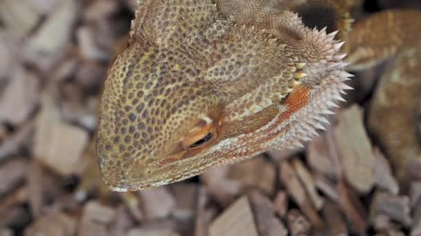 Agama or dragon lizards. Close up portrait of lizard. Slow motion. — Stockvideo