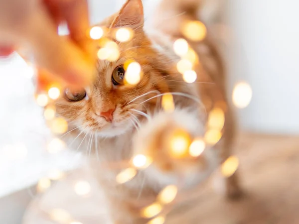 Gato de gengibre bonito está olhando através de guirlanda de lâmpadas. Animal de estimação fofo está tentando tocar decorações para a celebração de Ano Novo ou Natal . — Fotografia de Stock