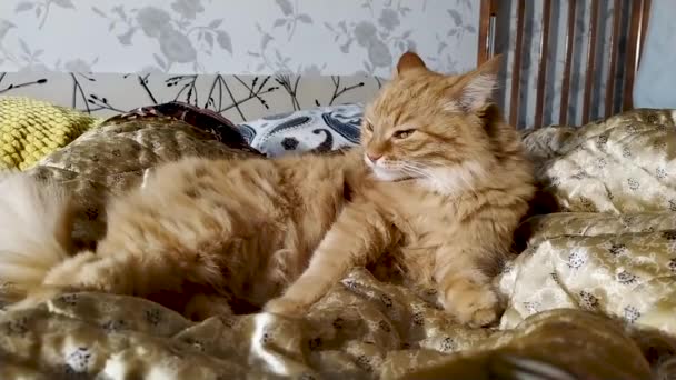 Carino lo zenzero gatto leccare sulla coperta beige. soffice animale domestico in accogliente casa . — Video Stock