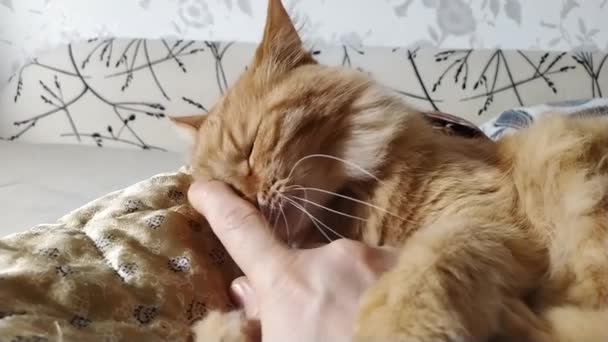 Mężczyzna bawiący się słodkim rudym kotem w łóżku. Puszyste zwierzę gryzie męską dłoń. Słoneczny dzień w przytulnym domu. — Wideo stockowe