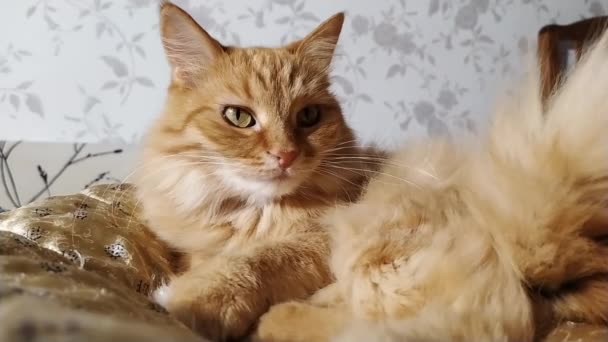 Süße Ingwerkatze leckt auf beiger Decke. flauschiges Haustier im kuscheligen Zuhause. — Stockvideo