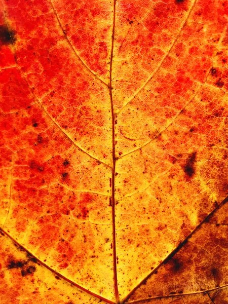 Foto de cerca de hoja de arce naranja. Temporada de otoño. Otoño pulga roja — Foto de Stock