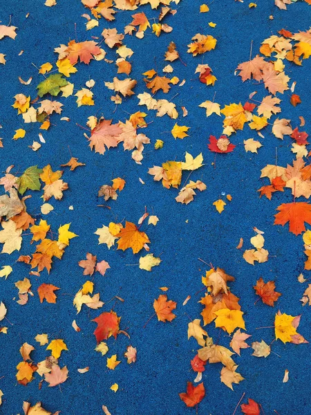 Hojas de arce de colores sobre fondo deportivo azul. Temporada de otoño. Otoño follaje caído en el suelo clásico de color azul . — Foto de Stock
