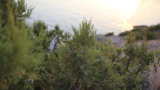 Arbustos de enebro en la costa rocosa cerca del sendero Golitsyn en el pueblo de Novy Svet. Crimea . — Vídeos de Stock