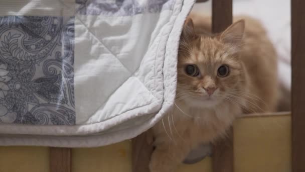 Aranyos vörös macska bújik a takaró alá a babaágyon. Furcsa bolyhos kisállat kényelmes otthon. — Stock videók