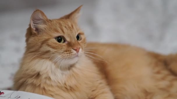 Man playing with cute ginger cat on bed. Fluffy pet biting womans hand. — Stockvideo