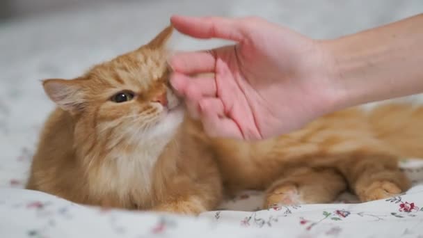 Lindo gato jengibre acostado en la cama. Mujer acariciando a su peluda mascota. Hora de dormir en casa acogedora . — Vídeo de stock