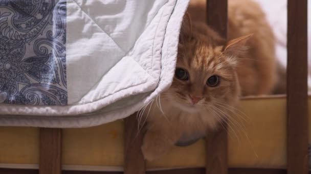 Lindo gato de jengibre escondido debajo de la manta en la cama de los bebés. Curiosa mascota esponjosa en casa acogedora . — Vídeo de stock
