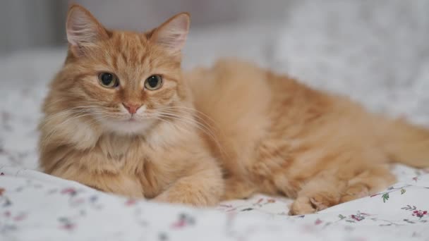 可爱的生姜猫躺在床上. 舒适家中的绒毛宠物. — 图库视频影像
