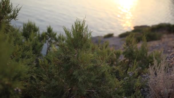 Juniper bushes on rocky shore near the Golitsyn trail in the village of Novy Svet. Crimea. — Stockvideo