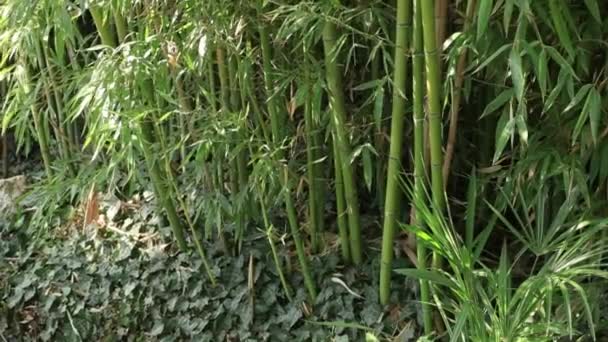 Madake, obří dřevěný bambus nebo japonský bambus. Phyllostachys viridi-glaucescens Carr. Riv. — Stock video