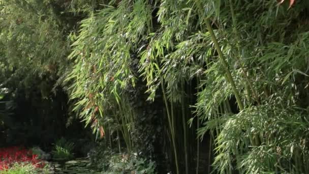 马达克，巨大的木材竹子，或日本的木材竹子。 Phyllostachys viridi-glaucescens Carr 。 Riv. — 图库视频影像