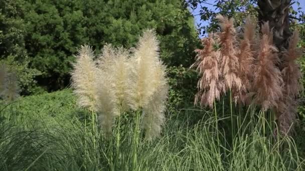 Cortaderia selloana o pasto de pampas . — Vídeos de Stock